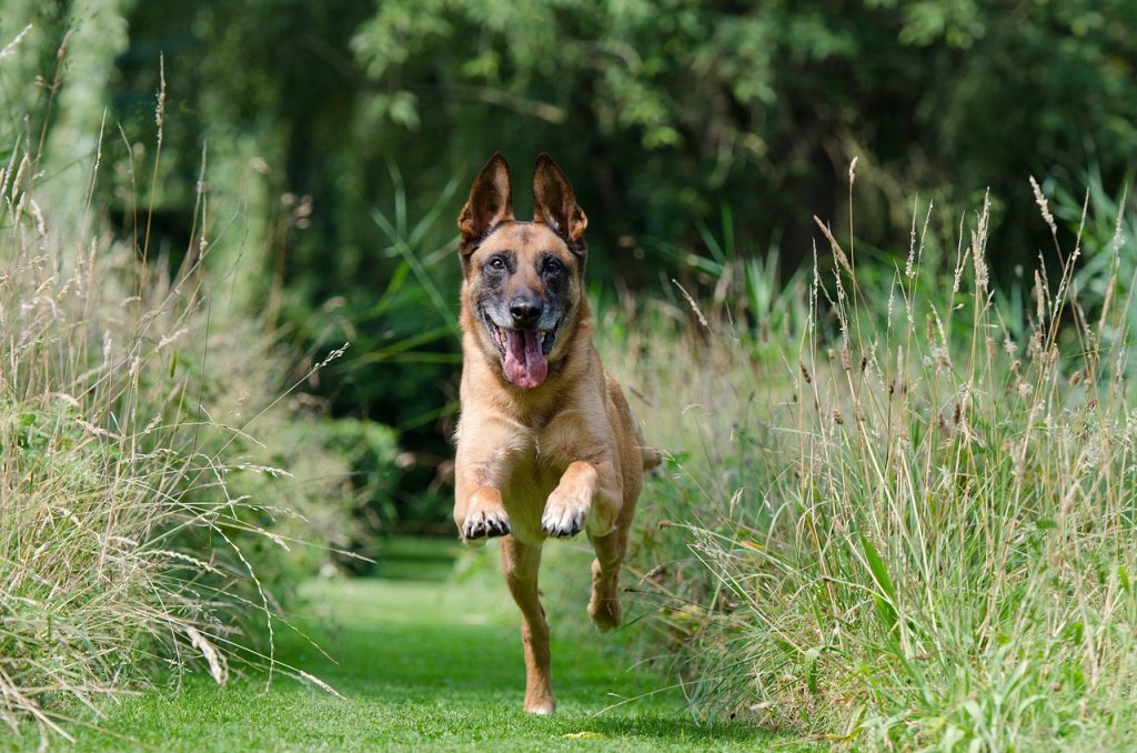 Pourquoi mon chien creuse - malinois 662784 1280