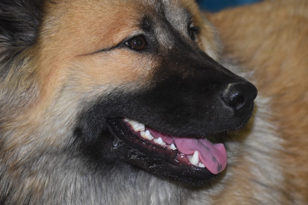 La mastication : un besoin impérieux pour votre chien - Amicanin