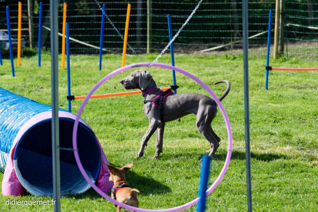 L’agility pour la complicité et le jeu avec votre chien - agility0