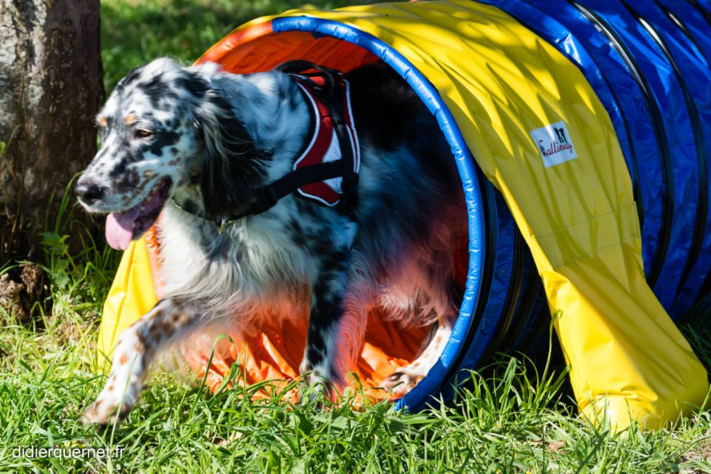 L’agility pour la complicité et le jeu avec votre chien - agility02