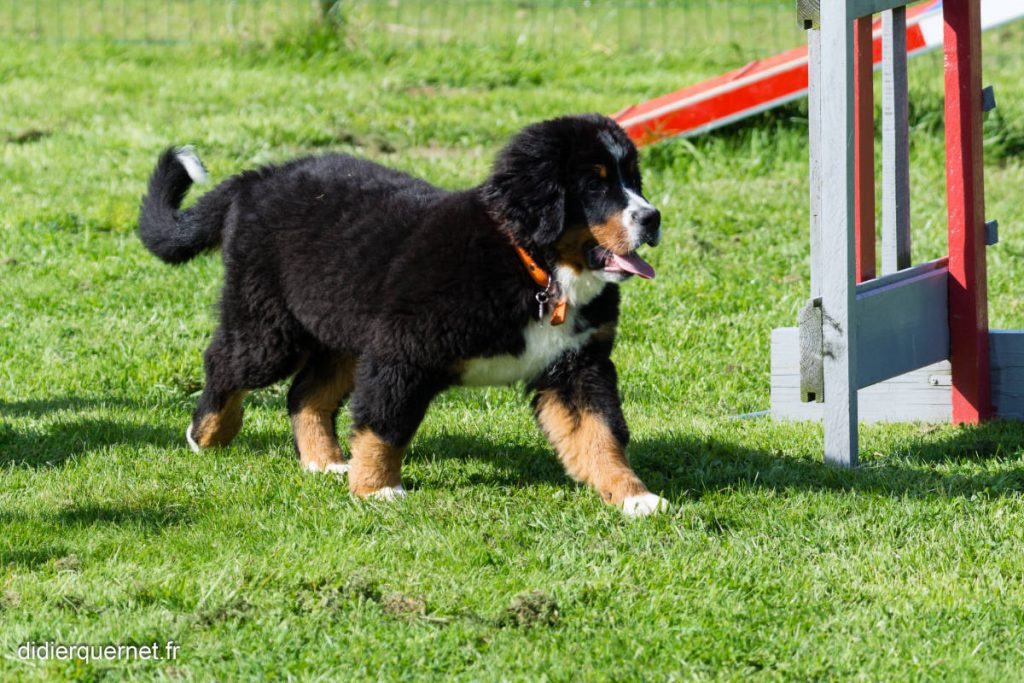 L’agility pour la complicité et le jeu avec votre chien - agility03